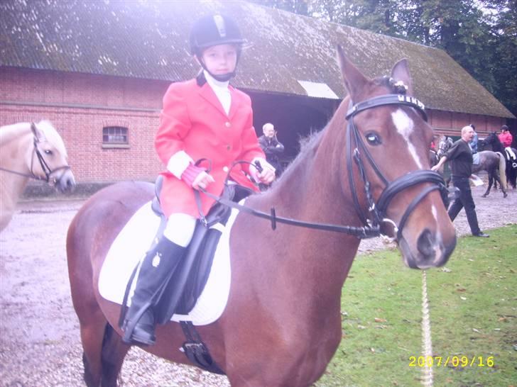 Hollandsk Sportspony Wendy, drømmeponyen - Er bare så sød at have med i byen billede 8