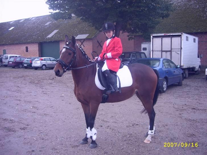 Hollandsk Sportspony Wendy, drømmeponyen - Jagt på Wiffersholm Gods 2007. Kun haft Wendy i ca. 2 mdr. billede 9