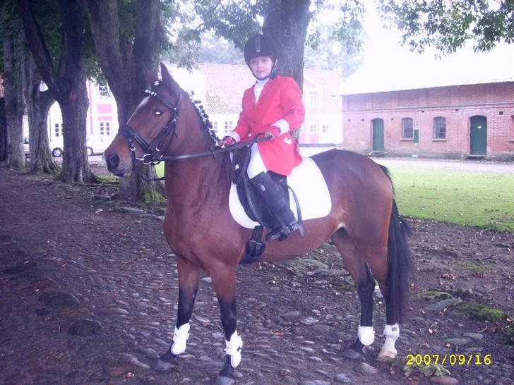 Hollandsk Sportspony Wendy, drømmeponyen - Første "jagt" på Wiffertsholm herregård. billede 10