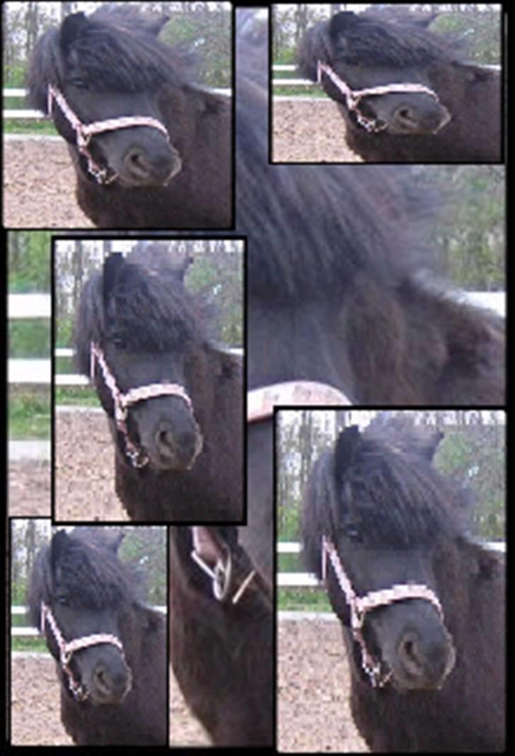 Shetlænder | *<3stella<3*| *solgt* - er det mig? nej måske er det der... nææ.... den! nej... billede 4