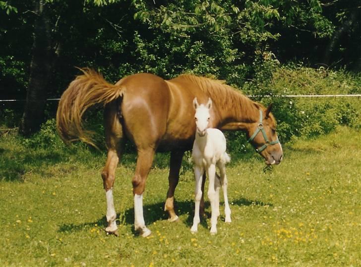 Palomino Engvangs Casanova - Nova som føl og hans mor "Sunset Dancer" . billede 9