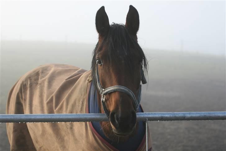 Anden særlig race Midnights Frida Kahlua  - Kahlua D. 17-11-2007 billede 1