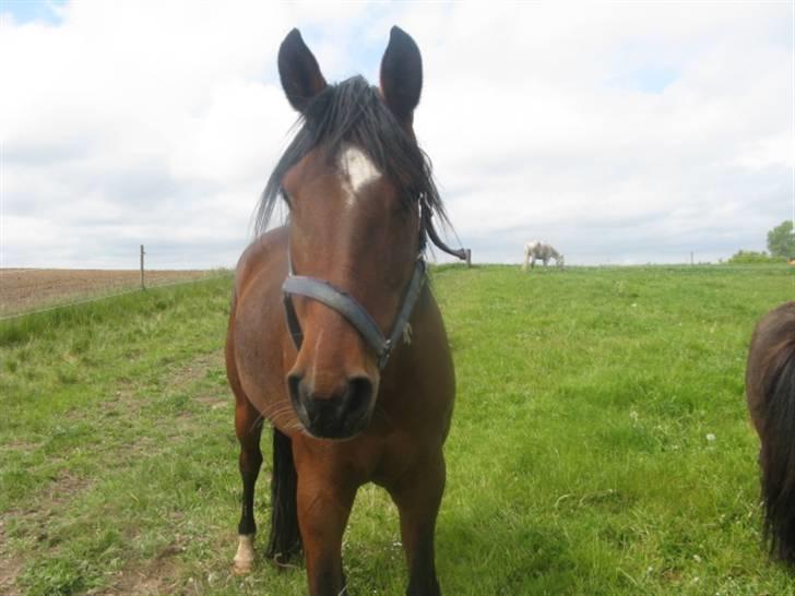 Anden særlig race Midnights Frida Kahlua  - Hvad laver du?? skal jeg med?? D.19-5-2008 billede 2