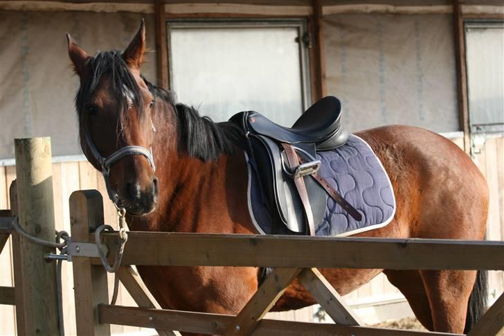 Anden særlig race Midnights Frida Kahlua  - Ved at blive sadlet op:-) D. 17-11-2007 billede 3