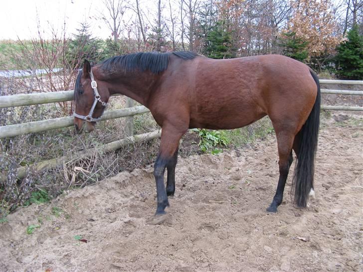 Anden særlig race Midnights Frida Kahlua  - MMM Mad:-) billede 4