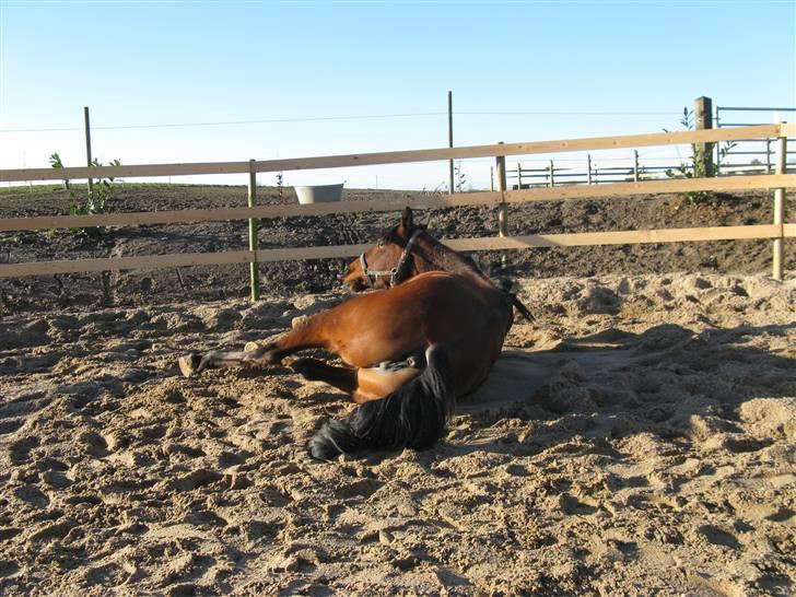 Anden særlig race Midnights Frida Kahlua  - Kahlua i en rulleseance:-) D. 27-2-2008 billede 5