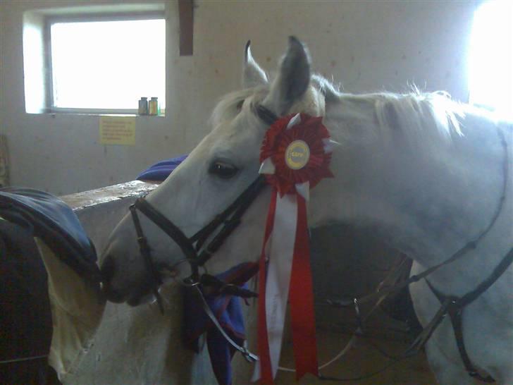 Hollandsk Sportspony Spirit *SOLGT* - klubmester pony spring 2007 (L) <3 foto: Line Pernille Alm billede 14