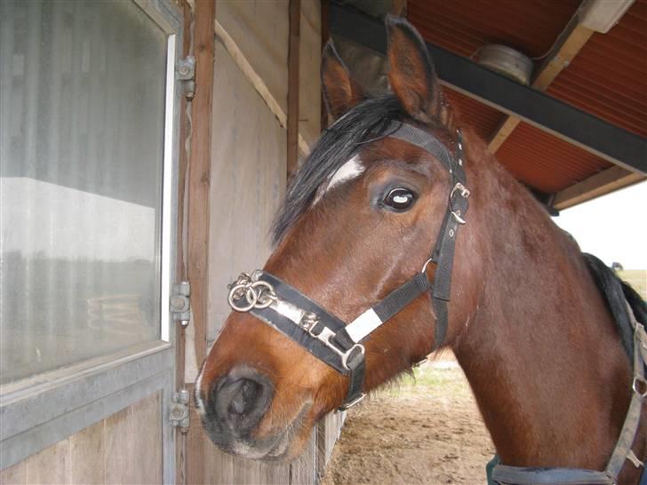 Anden særlig race Midnights Frida Kahlua  - 29-1-2007 billede 6