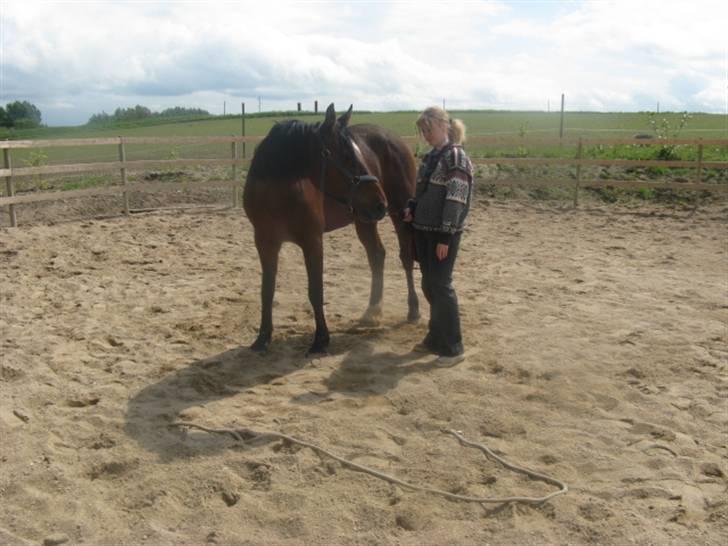 Anden særlig race Midnights Frida Kahlua  - vi træner afslapnings øvelser fra jorden. D. 19-5-2008 billede 8