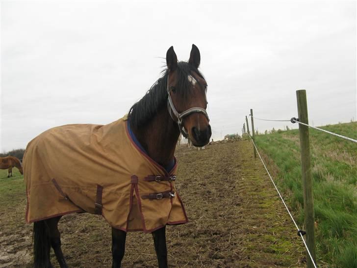 Anden særlig race Midnights Frida Kahlua  billede 9