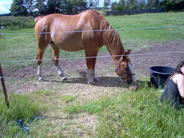 Dansk Varmblod Bossen slogt - Moonlight sonata billede 6