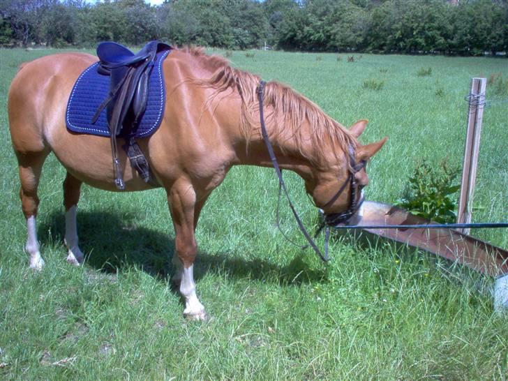 Dansk Varmblod Bossen slogt billede 7