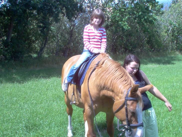 Dansk Varmblod Bossen slogt billede 8