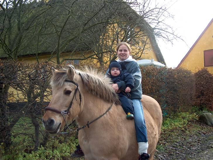 Fjordhest fjumse (for altid savnet) billede 7