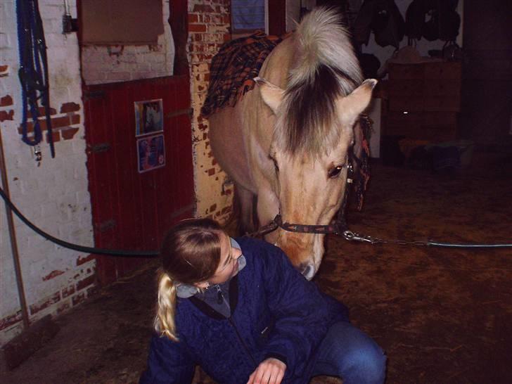 Fjordhest fjumse (for altid savnet) billede 8