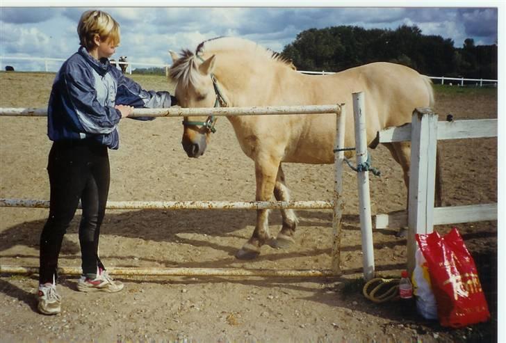 Fjordhest fjumse (for altid savnet) - efter stævne på ldr billede 14