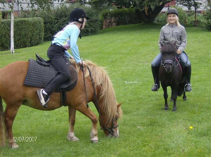 Shetlænder | *<3stella<3*| *solgt* - bare rolig chili! billederne er snart færdige! :P billede 5