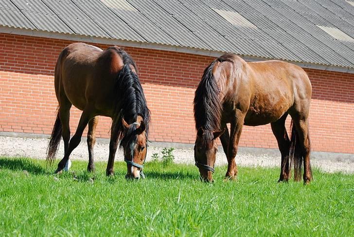 Arabisk fuldblod (OX) Til MINDE om Natasja ox. - Min hoppe med sin veninde, en dejlig dansk varmblods hoppe.! billede 2