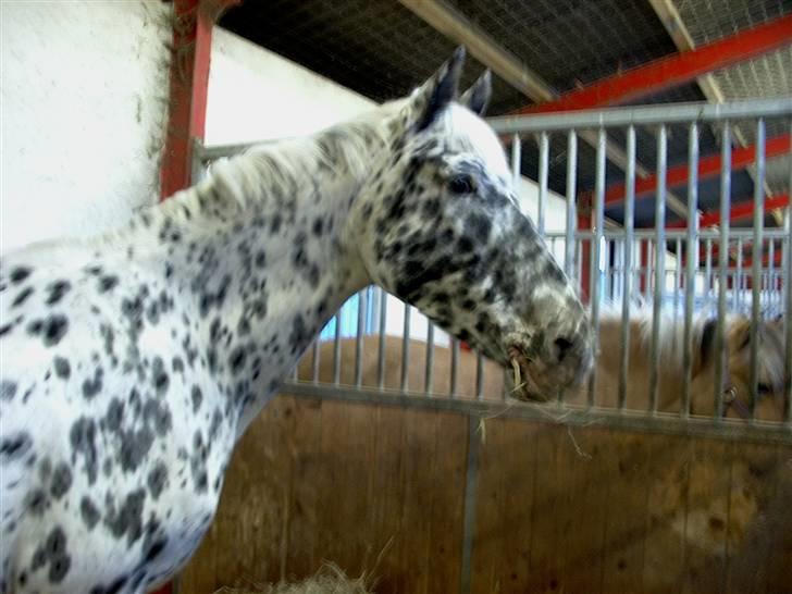 Appaloosa Ilja - R.I.P - #1. "Hej, mit navn er Ilja, velkommen :D" billede 1