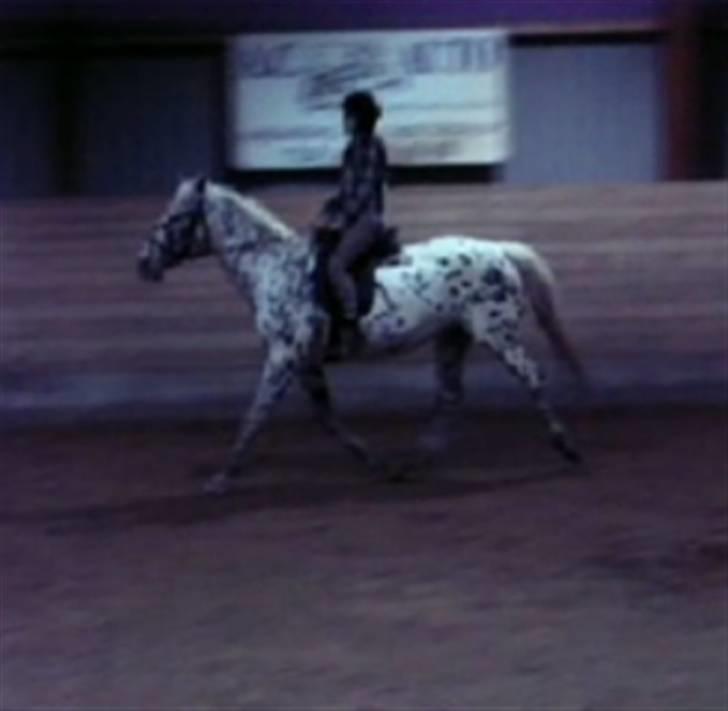 Appaloosa Ilja - R.I.P - #2. Jeg sidder på Ilja i trav d: billede 2
