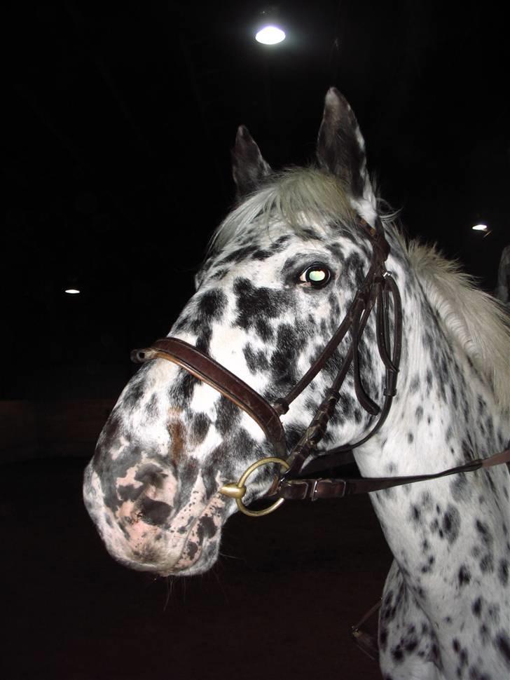 Appaloosa Ilja - R.I.P - #3. Meeegaa mule. billede 3