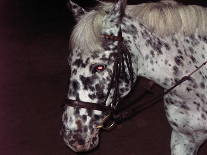 Appaloosa Ilja - R.I.P - #6. "Gaaaaaaaaaaaaaaab" billede 4
