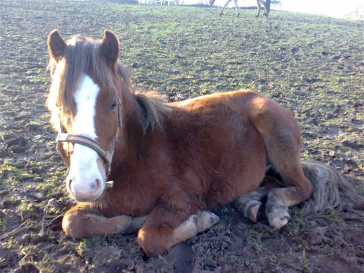 DSP Guldborggaards Remir - Remir ligger ned <3 billede 1