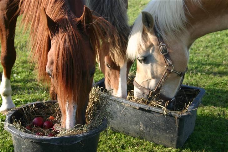 DSP Guldborggaards Remir - så havede han et års fødselsdag :b billede 2