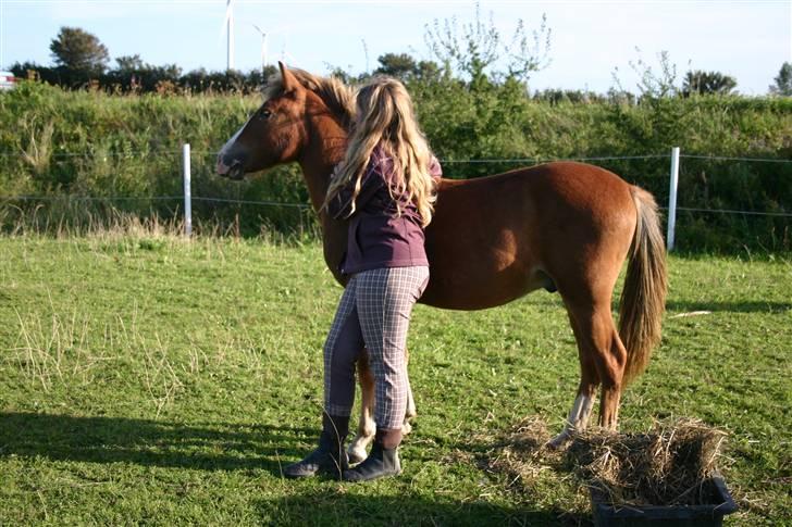 DSP Guldborggaards Remir - han er en rigtig hygge dreng<3 billede 3