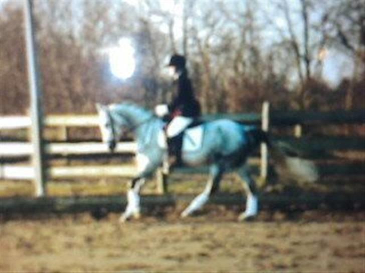 Anden særlig race Je t'aime *Solgt* - Til stævne.. opvarmning.. billede 8