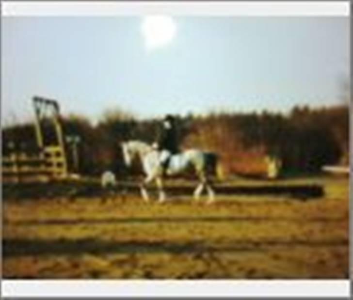 Anden særlig race Je t'aime *Solgt* - Til stævne.. opvarmning.. billede 9