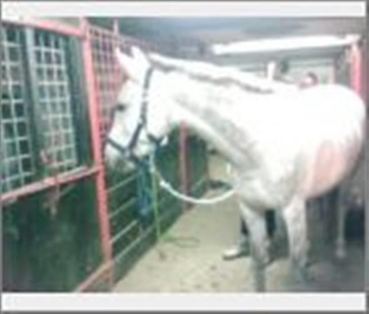 Anden særlig race Je t'aime *Solgt* - I stalden.. billede 11