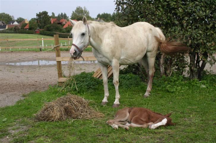 DSP Guldborggaards Remir - Remir billede 4