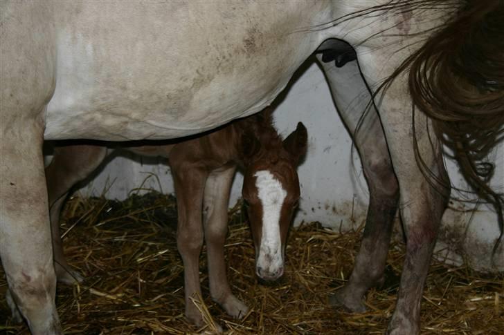 DSP Guldborggaards Remir - Remir ca. 2 timer gammel<3 billede 5