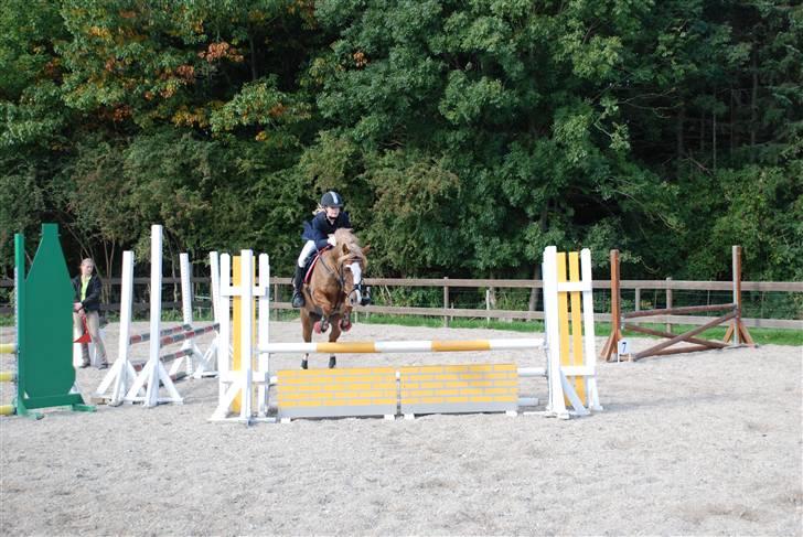 Irish Cob sjors, SOLGT;*( - hej med her jeg er ude på min elskede fold billede 5