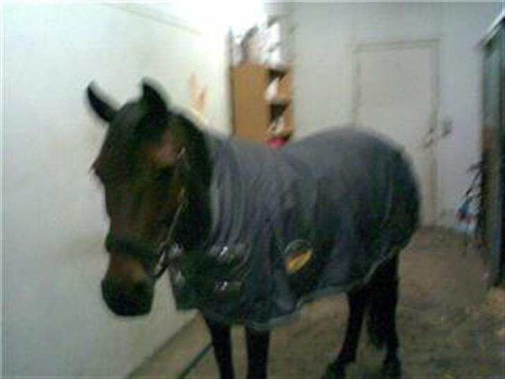 Welsh Pony (sec B) Rikke - Jegg har lige fået mit dejlige dækken på umh!! billede 15