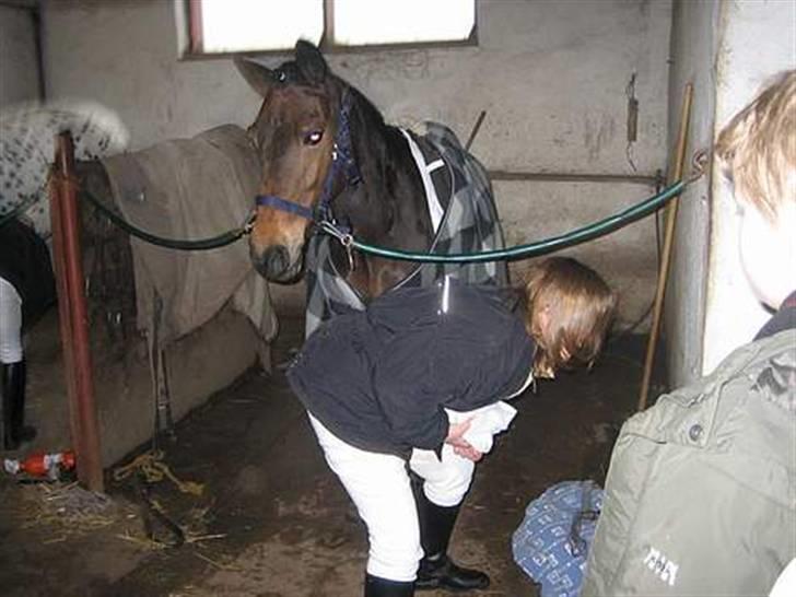 Welsh Pony (sec B) Rikke - til stævne i brædstrup billede 16