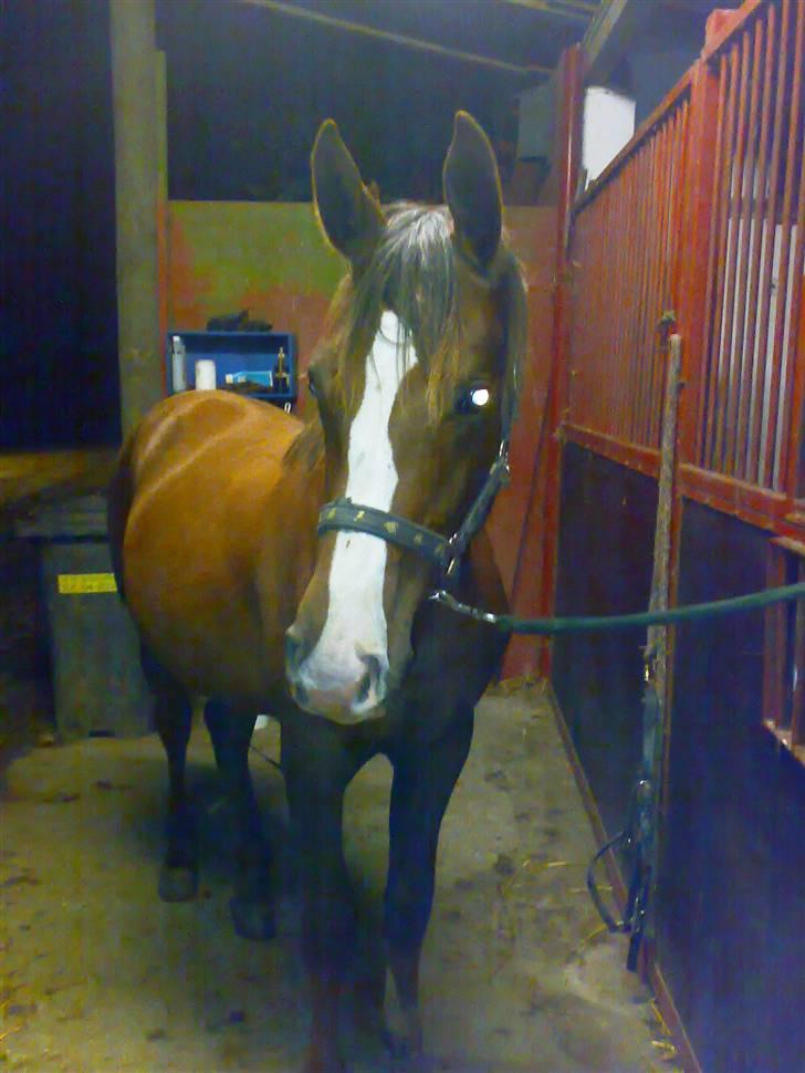 Dansk Varmblod Donna May Z billede 8