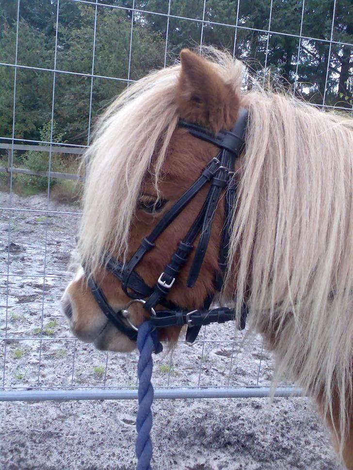 Miniature Superman Fra Supersesse - min hingsteman <3( i må kun kopirere billederne hvis i få lov af mig ) billede 3