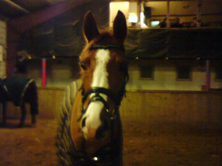 Hollandsk Sportspony Calypso SOLGT - Inde i ridehallen. (: taget af Emma Johansen (mig) (: <3 billede 3