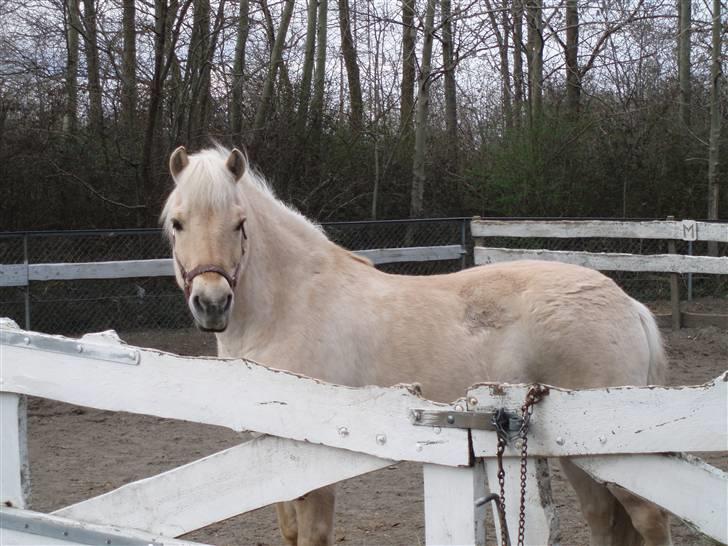 Fjordhest Gucci  † R.I.P † 16/10 08 - Gucci på fold. det blev taget inden han fik sin knæ skade. billede 1