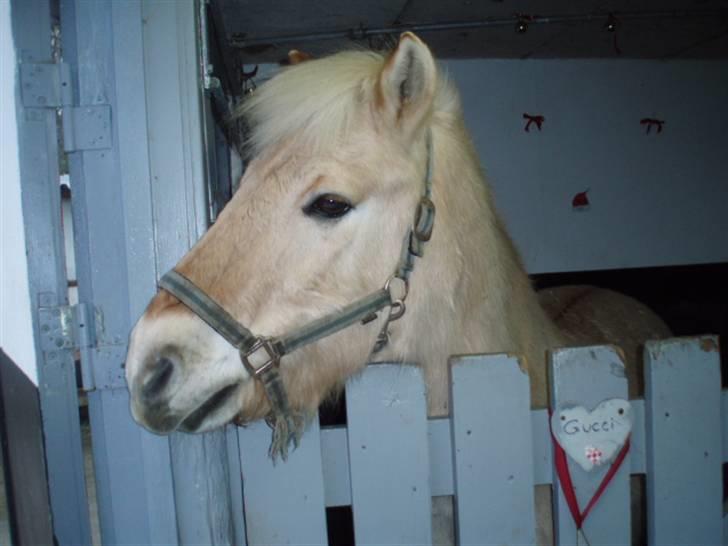 Fjordhest Gucci  † R.I.P † 16/10 08 - Gucci.. :D billede 2