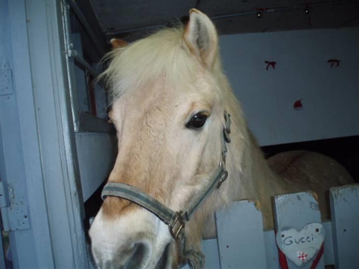 Fjordhest Gucci  † R.I.P † 16/10 08 - Guccu i hans boks billede 3
