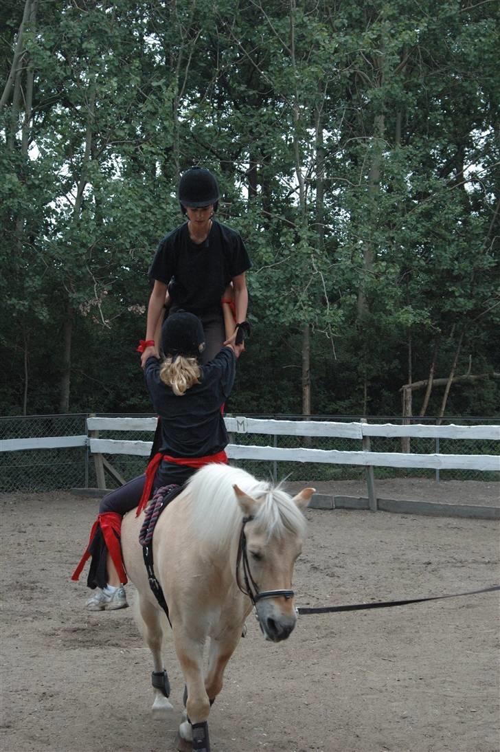 Fjordhest Gucci  † R.I.P † 16/10 08 - Til høstfesten.  billede 5