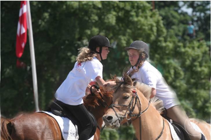 Fjordhest Klokkeblomst   * Solgt* - Liv aflevere til mig på Roskilde dyrskue :P klokke er vild! billede 1