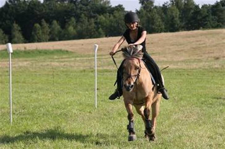 Fjordhest Klokkeblomst   * Solgt* - Sasha Rider klokke.. :p billede 2