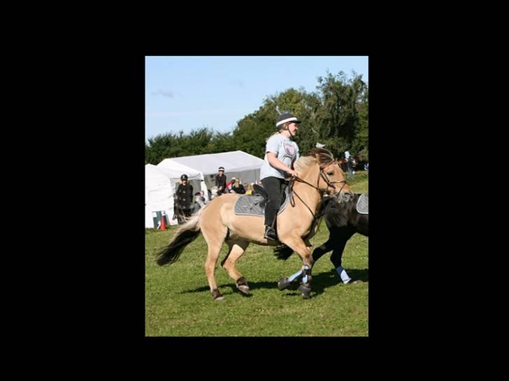 Fjordhest Klokkeblomst   * Solgt* - Klokke fuld fart.. billede 3