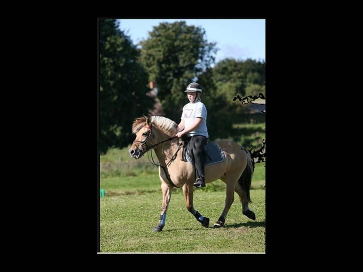 Fjordhest Klokkeblomst   * Solgt* - Klokke tripper :D billede 4