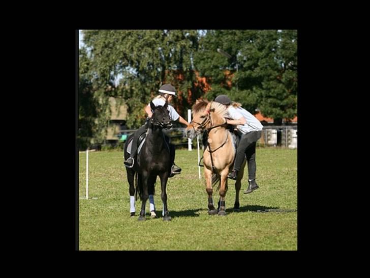 Fjordhest Klokkeblomst   * Solgt* - Mig og berte Hulahop billede 5