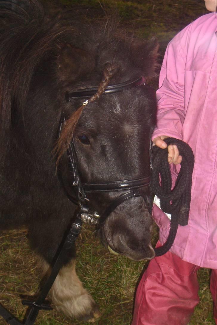 Anden særlig race Pinnochio   (Solgt) billede 7